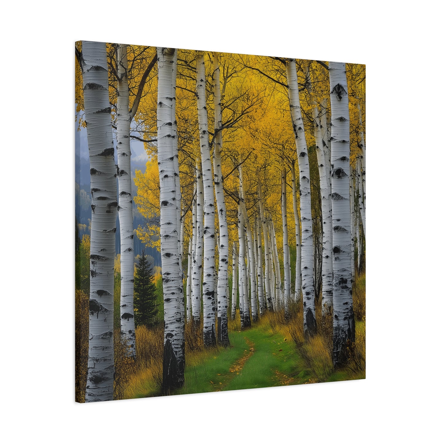 Canvas Print - Colorado Aspen V2