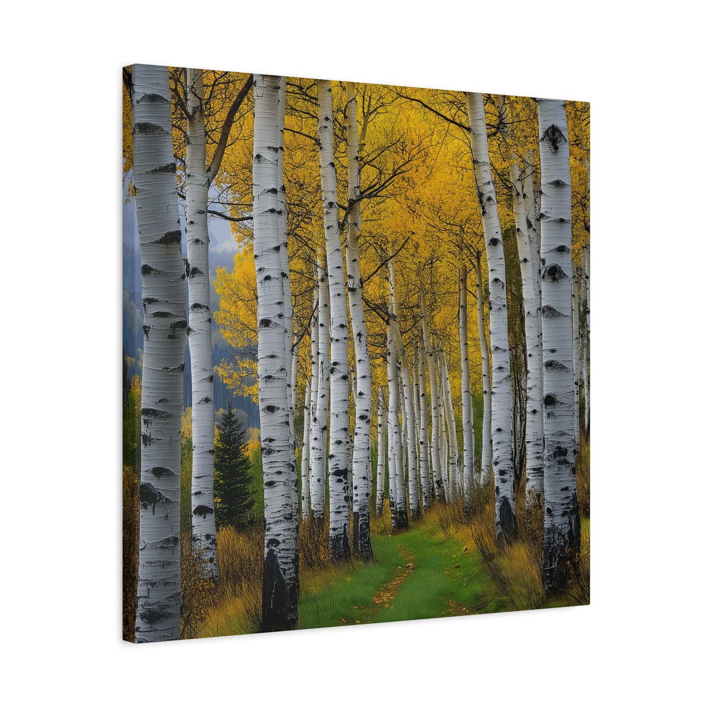 Canvas Print - Colorado Aspen V2