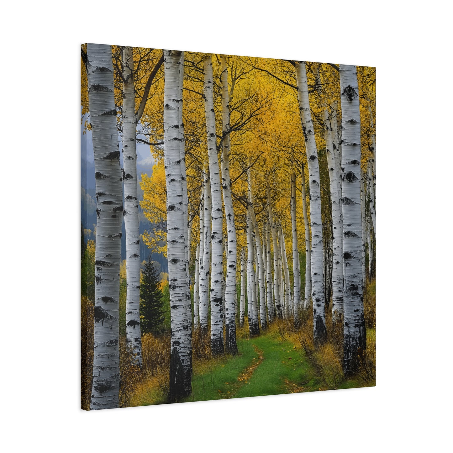 Canvas Print - Colorado Aspen V2