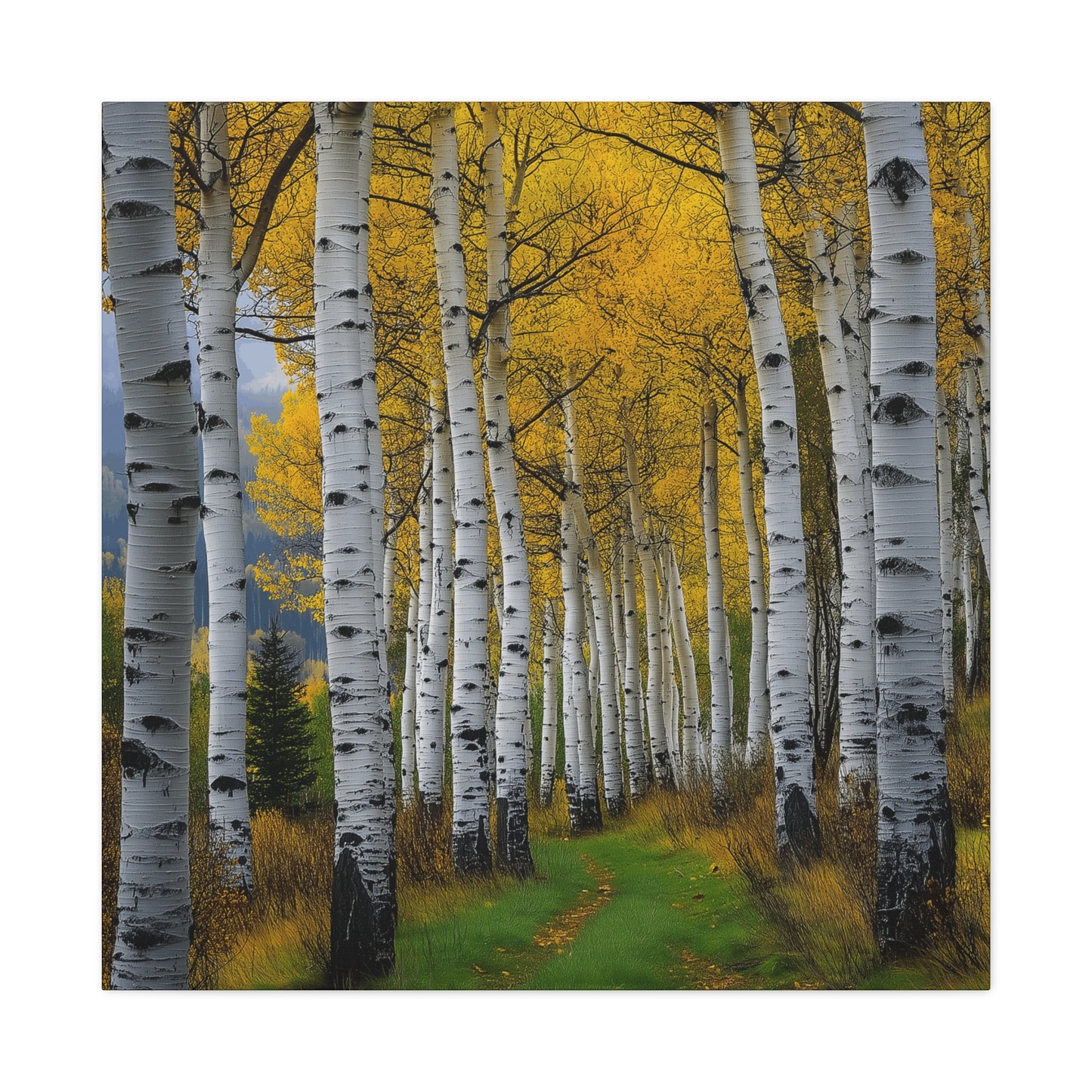 Canvas Print - Colorado Aspen V2