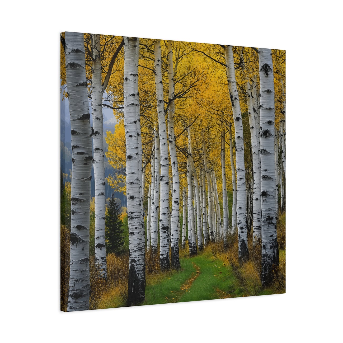 Canvas Print - Colorado Aspen V2