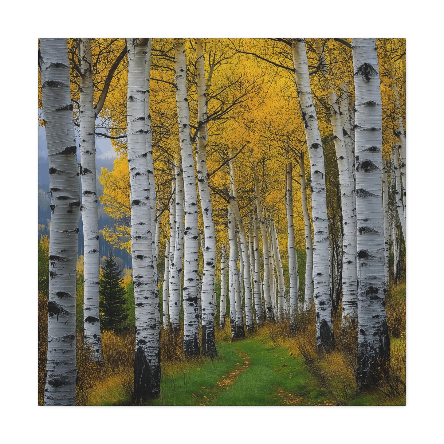 Canvas Print - Colorado Aspen V2