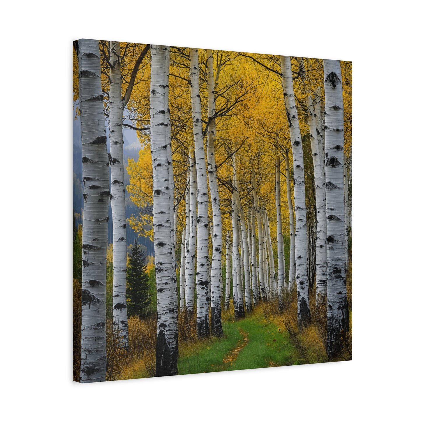 Canvas Print - Colorado Aspen V2